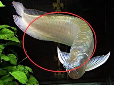 銀龍魚與家居風水布局技巧：銀龍魚在家中的擺放位置以及與家居環境相配合的布局技巧 銀龍魚與家居風水布局技巧：銀龍魚在家中的擺放位置以及與家居環境相配合的布局技巧 龍魚百科 第2張