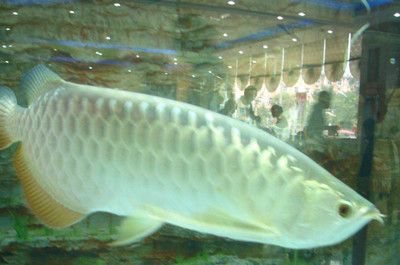 銀龍魚得了蒙眼病怎么治？：銀龍魚蒙眼病治療方法