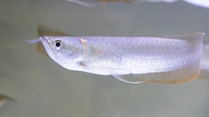 銀龍魚得了蒙眼病怎么治？：銀龍魚蒙眼病治療方法