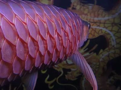 龍魚豎鱗病的治療方法：龍魚豎鱗溫度調33度可以嗎龍魚豎鱗溫度調33度可以嗎