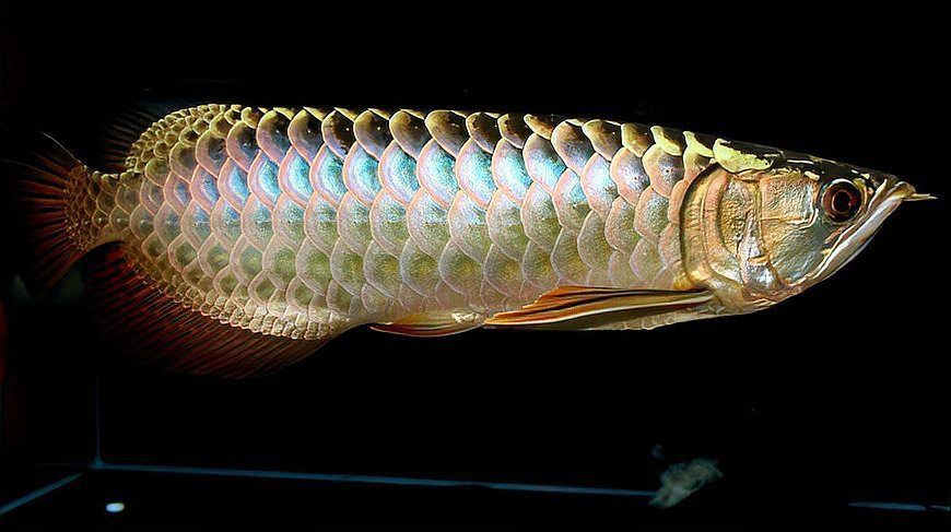 龍吐珠魚