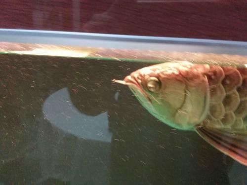 龍魚蒙眼晚期能治療好嗎圖片 龍魚蒙眼晚期能治療好嗎圖片 龍魚百科 第12張