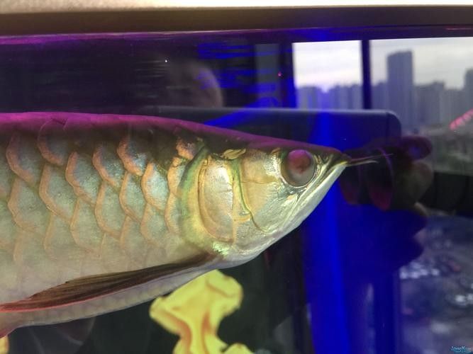 龍魚蒙眼晚期能治療好嗎圖片 龍魚蒙眼晚期能治療好嗎圖片 龍魚百科 第11張