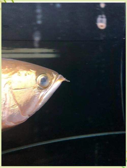 龍魚蒙眼晚期能治療好嗎圖片 龍魚蒙眼晚期能治療好嗎圖片 龍魚百科 第1張