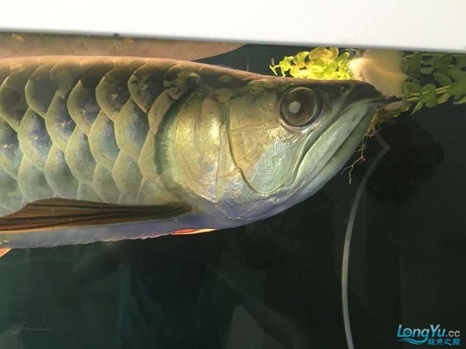 龍魚蒙眼晚期能治療好嗎圖片 龍魚蒙眼晚期能治療好嗎圖片 龍魚百科 第18張