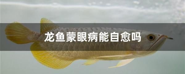 龍魚蒙眼病怎么辦：龍魚得蒙眼病怎么辦，龍魚得蒙眼病怎么處理龍魚蒙眼病