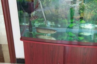 龍魚如何麻醉（給龍魚進(jìn)行手術(shù)或其他需要麻醉的操作時(shí)） 龍魚如何麻醉（給龍魚進(jìn)行手術(shù)或其他需要麻醉的操作時(shí)） 龍魚百科 第3張