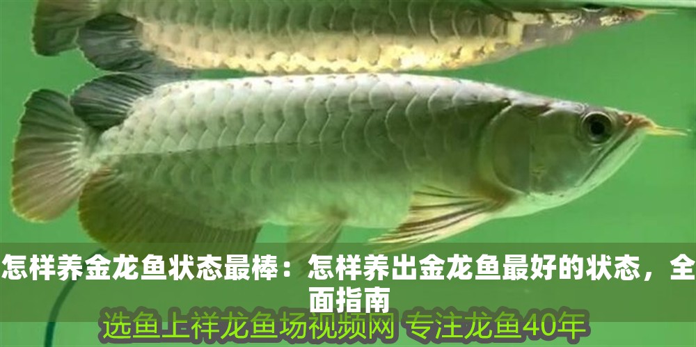 怎樣養金龍魚狀態最棒：怎樣養出金龍魚最好的狀態，全面指南