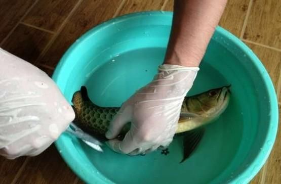 龍魚用多大的缸：選擇合適的魚缸尺寸需要考慮到龍魚的品種、大小以及個人實際條件