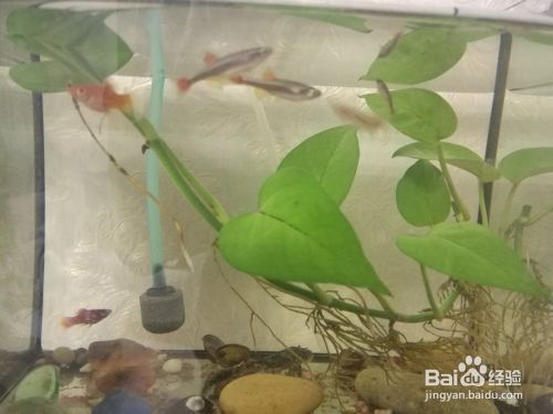 魚缸如果沒有過濾器（如何自制簡易魚缸過濾器魚缸換水的最佳時間和步驟）