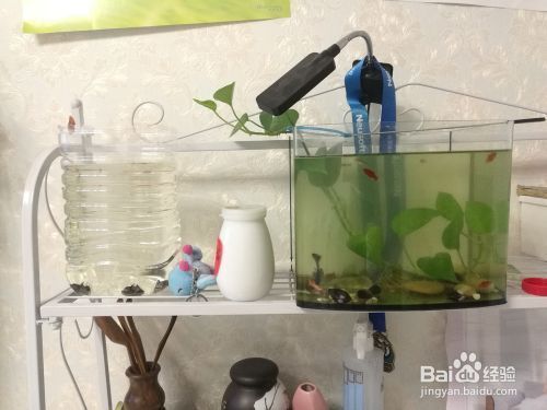魚缸如果沒有過濾器（如何自制簡易魚缸過濾器魚缸換水的最佳時間和步驟）
