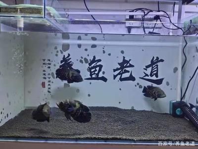 魚缸如果沒有過濾器（如何自制簡易魚缸過濾器魚缸換水的最佳時間和步驟）