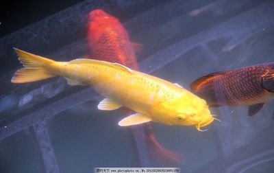 什么魚跟龍魚搭配好看一點：什么魚跟龍魚搭配好看一點？打造和諧水族箱的完美搭配指南