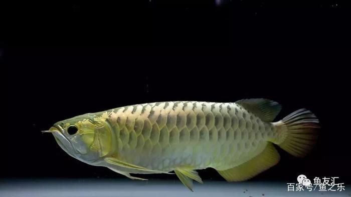 夏天龍魚水溫33度(夏天龍魚水溫達到33度是否合適) 龍魚百科 第3張 夏天龍魚水溫33度(夏天龍魚水溫達到33度是否合適) 夏天龍魚水溫33度(夏天龍魚水溫達到33度是否合適) 龍魚百科 第3張