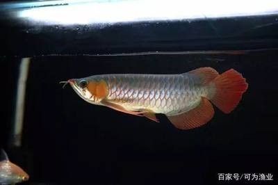 龍魚怎么樣才算掉眼睛：如何預防龍魚掉眼