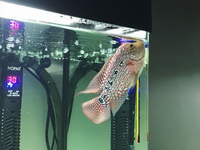 什么龍魚好看又漂亮：世界上最漂亮的龍魚品種：血紅龍以其鮮艷的紅色而聞名