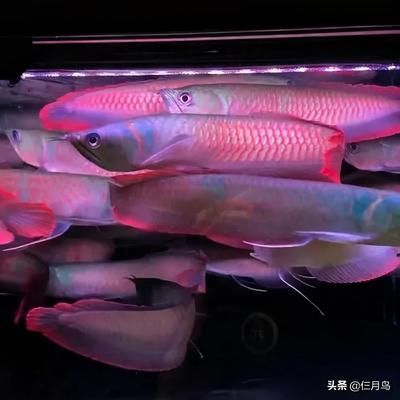 七彩銀龍魚和銀龍有什么區別（七彩銀龍魚和普通銀龍的區別在于顏色和觀賞價值）