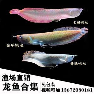 七彩銀龍魚和銀龍有什么區別（七彩銀龍魚和普通銀龍的區別在于顏色和觀賞價值）