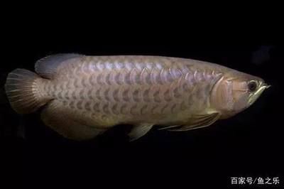 龍魚馬蹄印是什么：如何保護龍魚馬蹄印