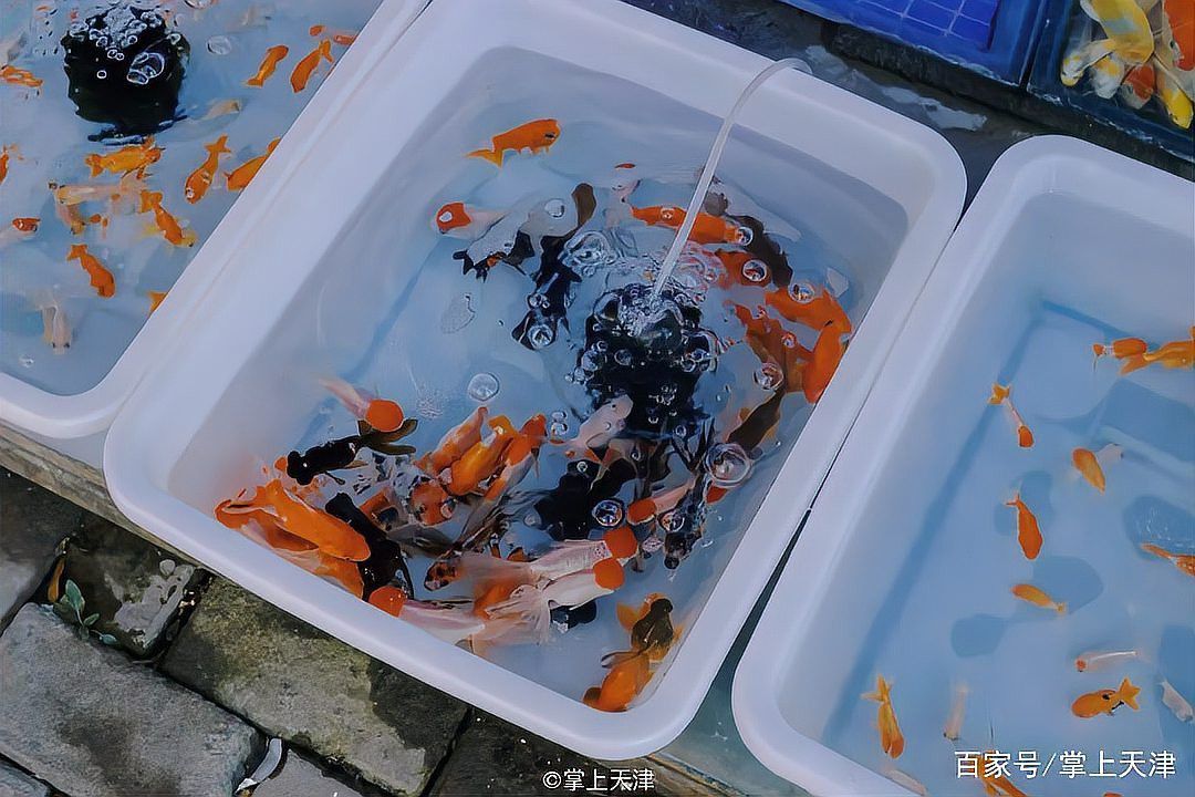 天津龍魚批發市場周三晚上 天津龍魚批發市場周三晚上 龍魚百科 第2張