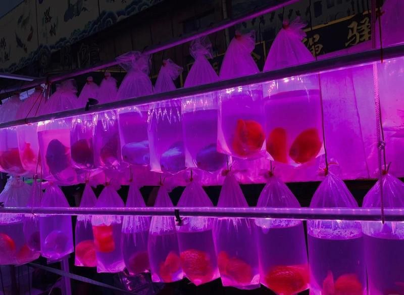 天津龍魚批發市場周三晚上 天津龍魚批發市場周三晚上 龍魚百科 第4張