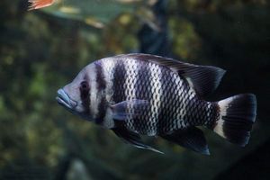 龍魚和虎鯊可以混養(yǎng)嗎：龍魚和虎鯊可以混養(yǎng)嗎？