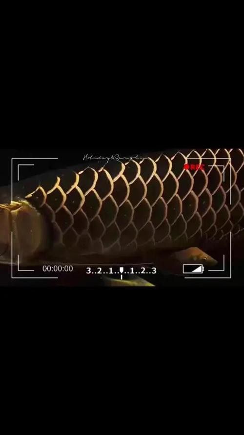 純種金龍魚圖片 純種金龍魚圖片 龍魚百科 第7張