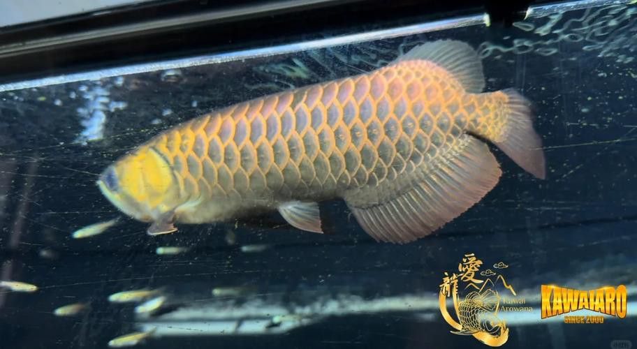 純種金龍魚圖片 純種金龍魚圖片 龍魚百科 第11張