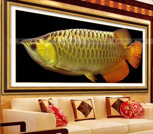 純種金龍魚圖片 純種金龍魚圖片 龍魚百科 第12張