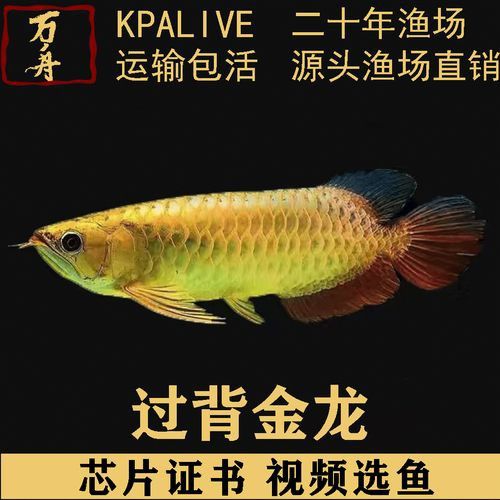 純種金龍魚圖片 純種金龍魚圖片 龍魚百科 第19張