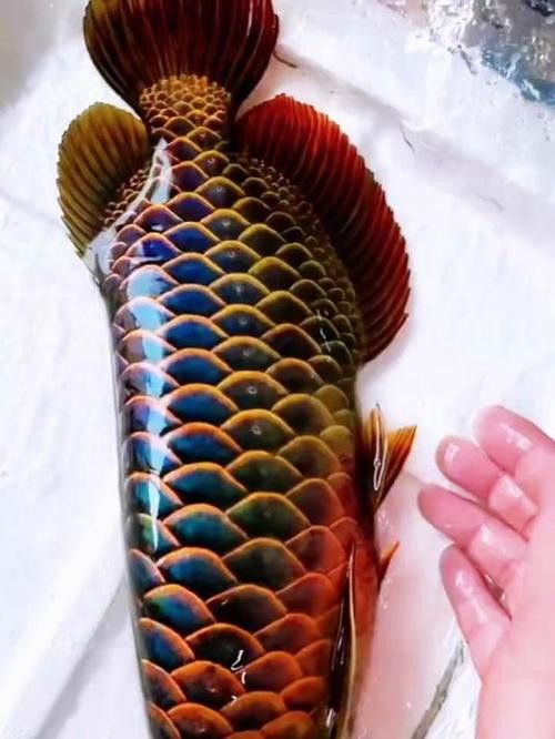 純種金龍魚圖片 純種金龍魚圖片 龍魚百科 第23張