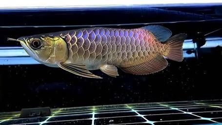 純種金龍魚圖片 純種金龍魚圖片 龍魚百科 第24張