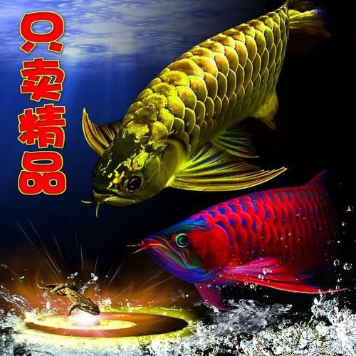 純種金龍魚圖片 純種金龍魚圖片 龍魚百科 第20張