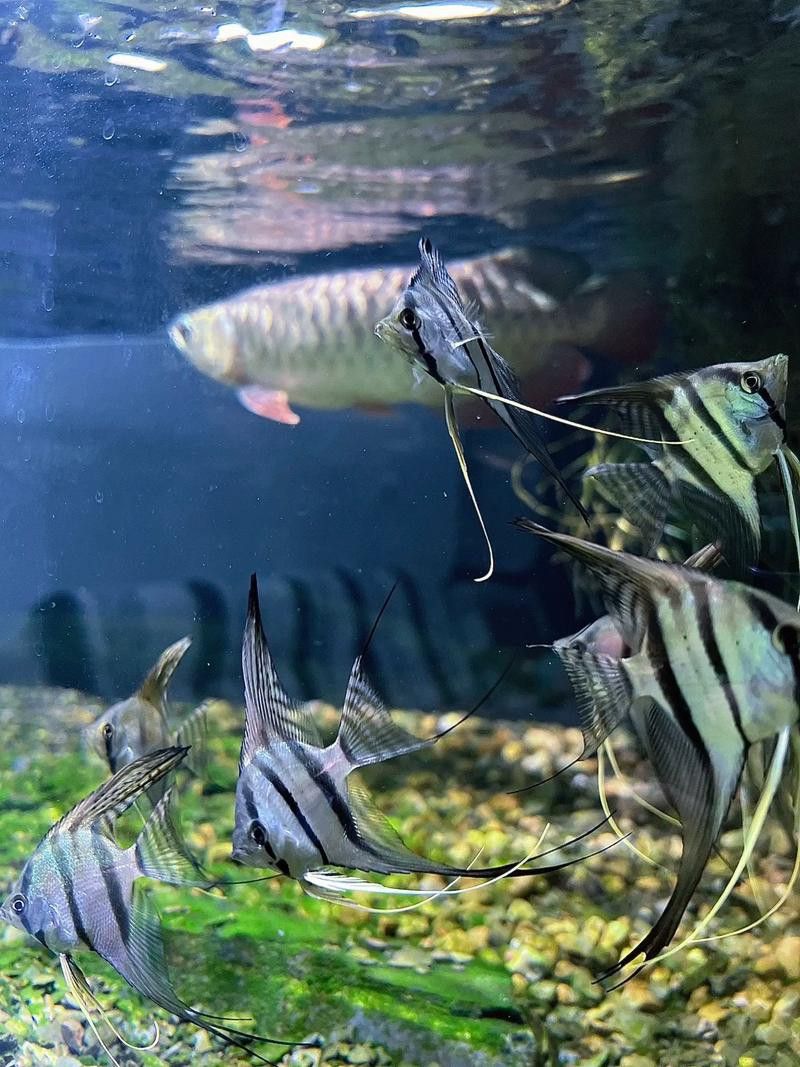 純種金龍魚圖片 純種金龍魚圖片 龍魚百科 第28張