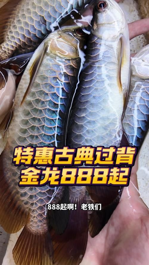 純種金龍魚圖片 純種金龍魚圖片 龍魚百科 第29張