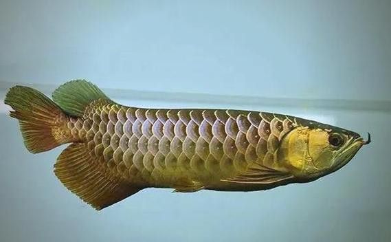 純種金龍魚圖片 純種金龍魚圖片 龍魚百科 第35張