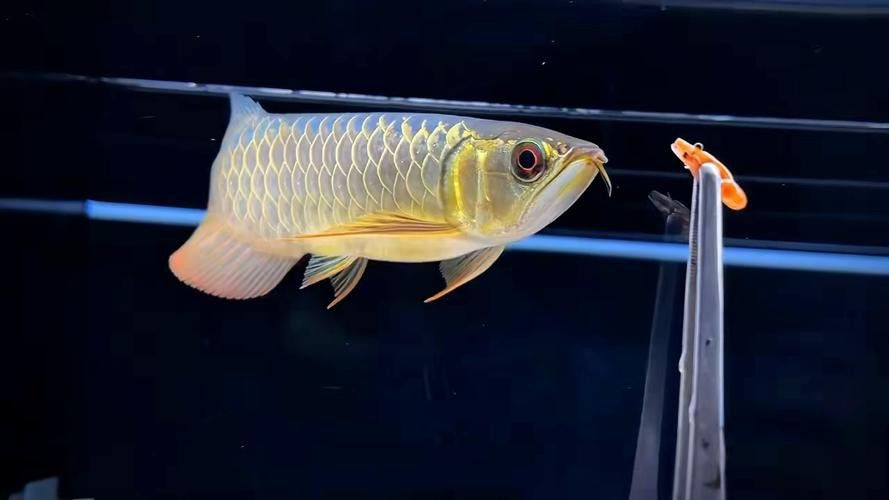 純種金龍魚圖片 純種金龍魚圖片 龍魚百科 第30張