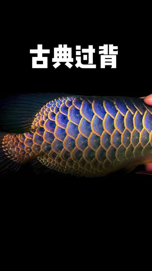 純種金龍魚圖片 純種金龍魚圖片 龍魚百科 第33張