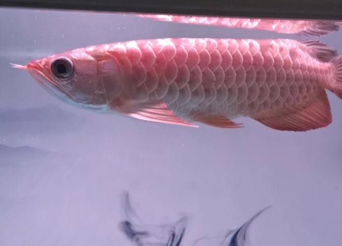 純種金龍魚圖片 純種金龍魚圖片 龍魚百科 第40張