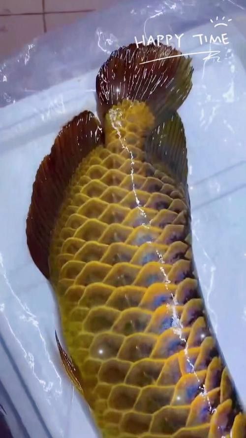 純種金龍魚圖片 純種金龍魚圖片 龍魚百科 第39張