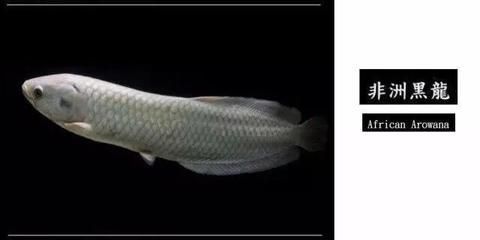 如何糾正龍魚體型（糾正龍魚體型需要綜合考慮多個方面，可以幫助龍魚恢復正常體型） 如何糾正龍魚體型（糾正龍魚體型需要綜合考慮多個方面，可以幫助龍魚恢復正常體型） 龍魚百科 第4張