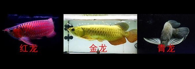 如何糾正龍魚體型（糾正龍魚體型需要綜合考慮多個方面，可以幫助龍魚恢復正常體型） 如何糾正龍魚體型（糾正龍魚體型需要綜合考慮多個方面，可以幫助龍魚恢復正常體型） 龍魚百科 第2張