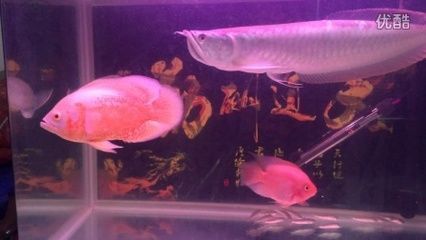 龍魚吃烏龜會怎么樣：龍魚吃烏龜會導(dǎo)致一方成為另一方的食物鏈，龍魚吃烏龜會怎么樣 龍魚吃烏龜會怎么樣：龍魚吃烏龜會導(dǎo)致一方成為另一方的食物鏈，龍魚吃烏龜會怎么樣 龍魚百科 第3張