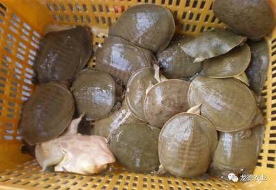 龍魚吃烏龜會怎么樣：龍魚吃烏龜會導(dǎo)致一方成為另一方的食物鏈，龍魚吃烏龜會怎么樣 龍魚吃烏龜會怎么樣：龍魚吃烏龜會導(dǎo)致一方成為另一方的食物鏈，龍魚吃烏龜會怎么樣 龍魚百科 第2張