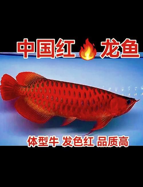 有沒有適合豎屏手機的紅龍魚壁紙？