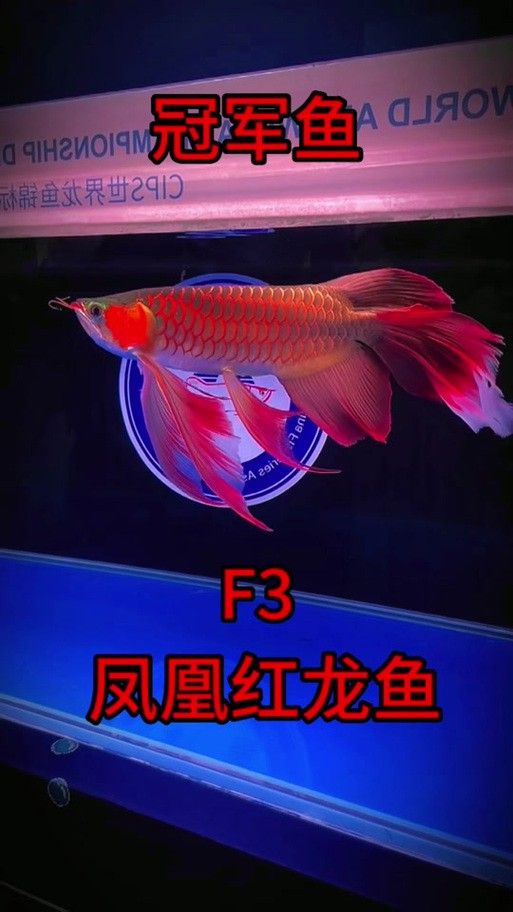 有沒有適合豎屏手機的紅龍魚壁紙？