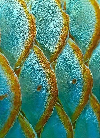 有沒有適合豎屏手機的紅龍魚壁紙？