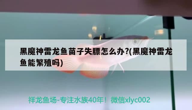 黑魔神雷龍魚苗子失膘怎么辦?(黑魔神雷龍魚能繁殖嗎)