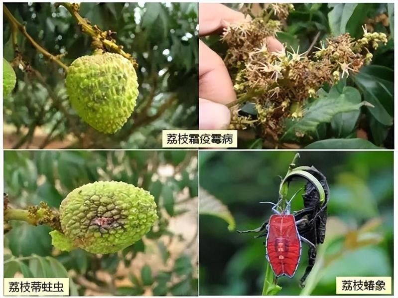 龍眼白霧病多久防治一次？