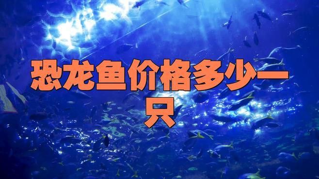 恐龍魚最貴的品種值多少錢